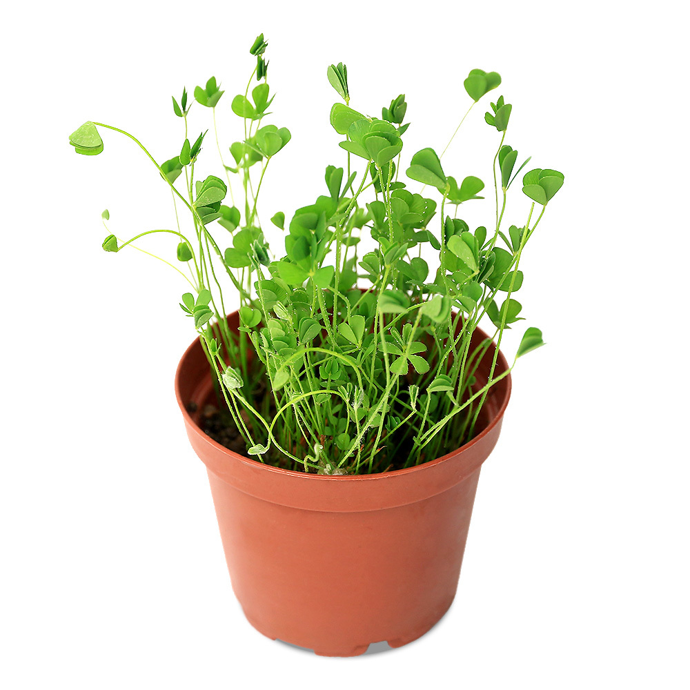 クレナタ ウォータークローバー