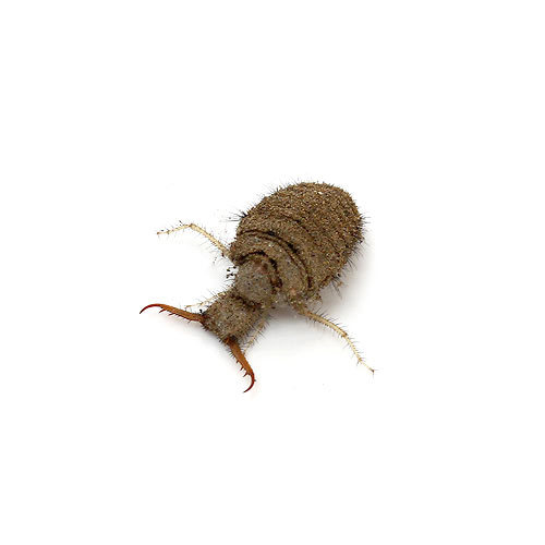 ( insect )a Rige extremely light bakage low larva (1 pcs ) Hokkaido * Kyushu air mail necessary heat insulation 