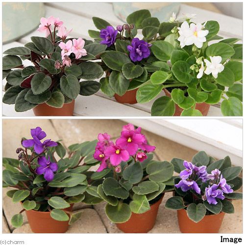 ( decorative plant ) cent Poe rear flower color incidental 2 number (3 pot ) flower none stock 