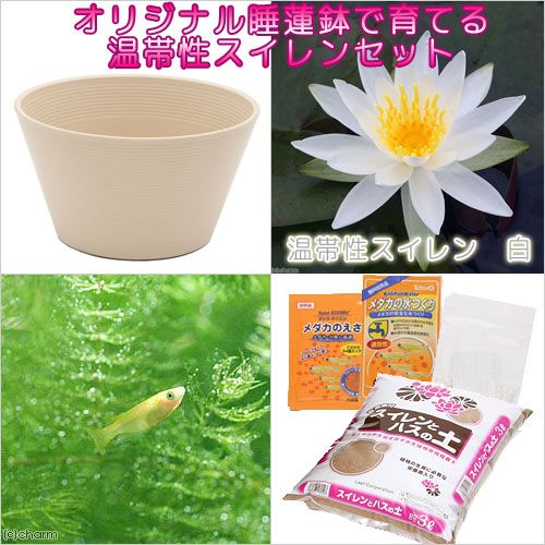 ( biotope )( medaka ) beginner oriented water lily pot ....me Dakar breeding set ( beige ) temperature obi . water lily white +. medaka 6 pcs instructions attaching Honshu Shikoku limitation breeding set 