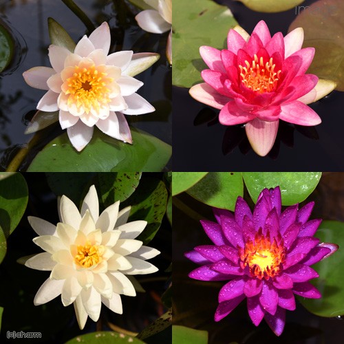 ( biotope )( medaka ) beginner oriented water lily pot ....me Dakar breeding set ( gray ) flower color incidental temperature obi . water lily +. medaka instructions attaching Honshu Shikoku limitation 