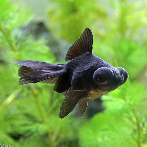 ( domestic production goldfish ). eyes gold black (1 pcs )