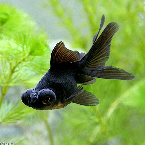 ( domestic production goldfish ). eyes gold black (1 pcs )