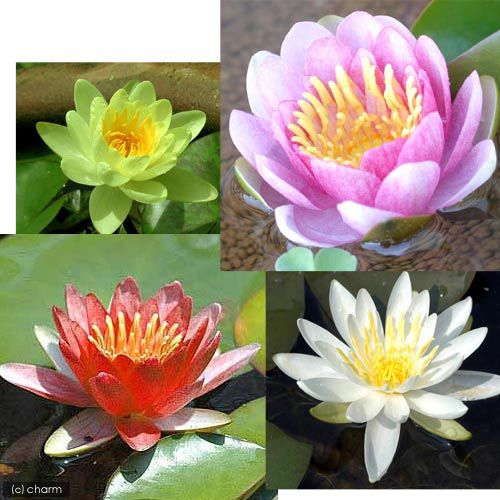 ( biotope ) water lily temperature obi . water lily ( water lily )4 color set red * peach * yellow * white ( each 1 stock by )