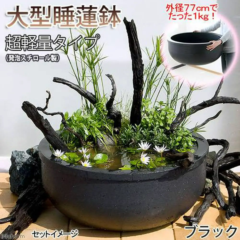 ( large ) large water lily pot (me Dakar pot ) super light weight type ( approximately 1kg) black Honshu Shikoku free shipping * including in a package un- possible * payment on delivery un- possible 200 size . one person sama 1 point limit 