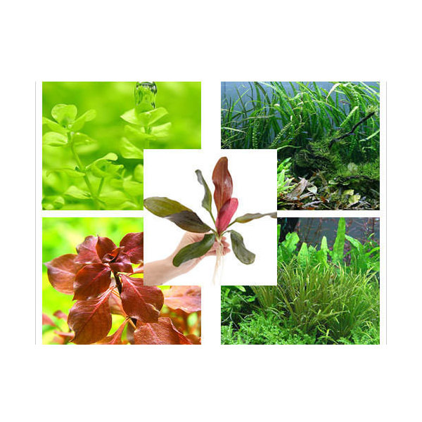 ( water plants ) incidental underwater leaf layout set 10 kind ( less pesticide )+a black LED GROW450 45cm aquarium for Honshu Shikoku limitation 