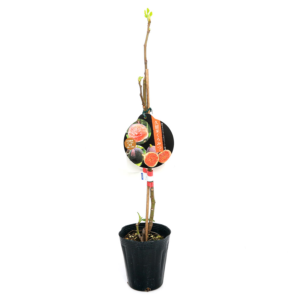 ( декоративное растение ) фруктовое дерево рассада чёрный ichi ось Kurume ....4 номер (1 pot ) огород 