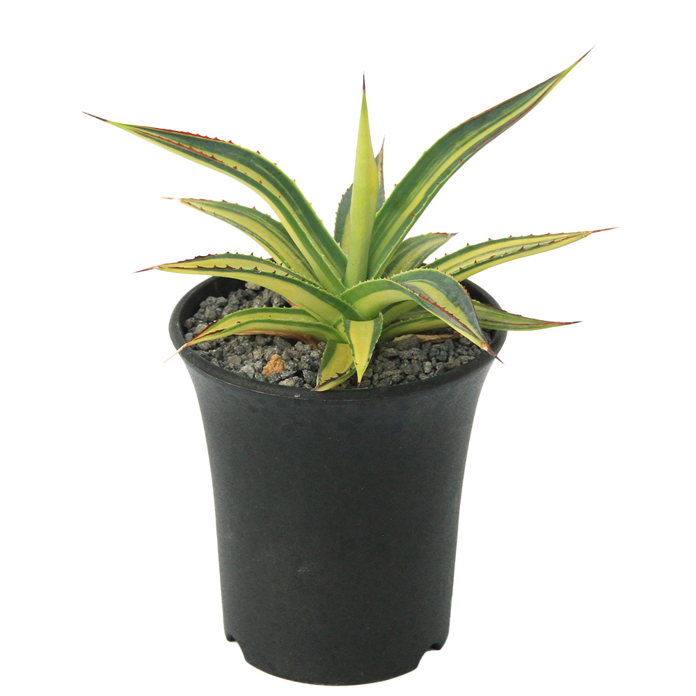 ( decorative plant ) one point thing agave blue glow yellow . middle .(348381)(1 stock )