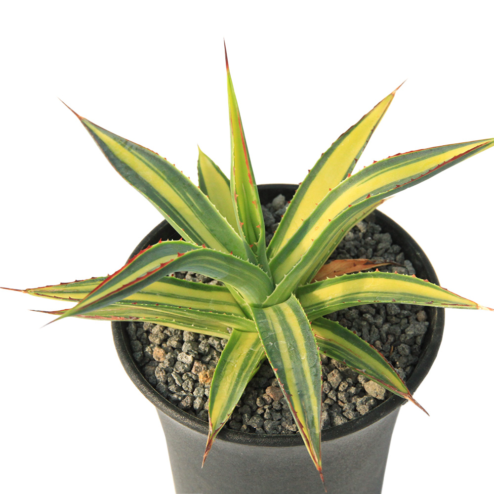 ( decorative plant ) one point thing agave blue glow yellow . middle .(348381)(1 stock )