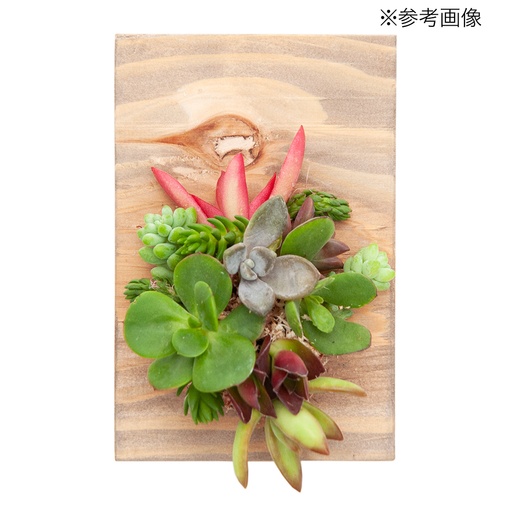 ( decorative plant ) incidental small many meat cut seedling 10 seedling entering (1 pack )