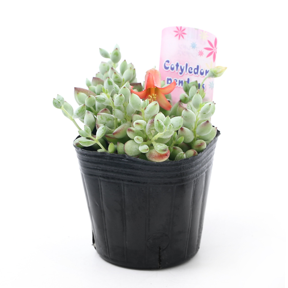 ( decorative plant )kochire Don pen tens3 number (1 pot )