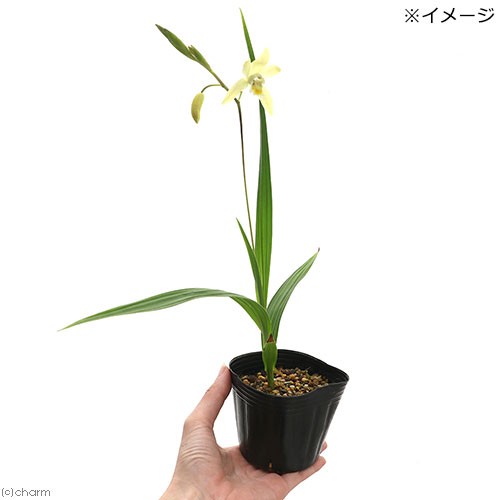 ( луговые и горные травы )si Ran ( фиолетовый орхидея ) желтый цветок si Ran ( желтый цветок фиолетовый орхидея )3 номер (1 pot )