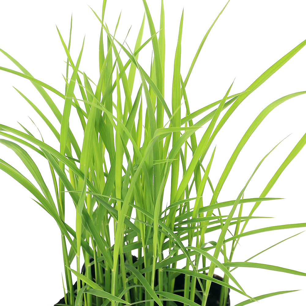 ( biotope ) water side plant . rice. seedling old fee rice . rice ( Acne mochi) green rice 3 number (1 pot ).. for . free research glutinous rice 
