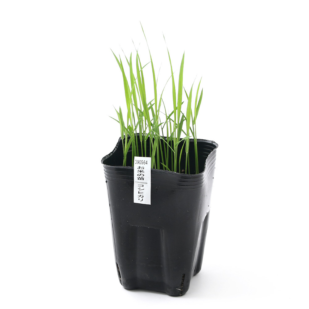 ( biotope ) water side plant . rice. seedling Koshihikari (. light )(1 pot ).. for . free research 
