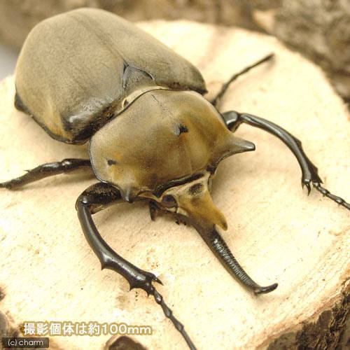 ( insect )e ref .s elephant rhinoceros beetle katemako production larva ( the first ~2.)(1 pcs ) Hokkaido * Kyushu air mail necessary heat insulation 