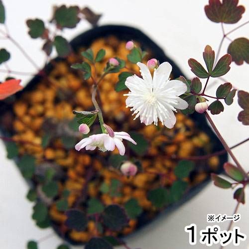 ( fields and mountains grass )ka llama tsu saw ( Tang pine .) Taiwan plum flower ka llama tsu2.5 number (1 pot )(.. condition )