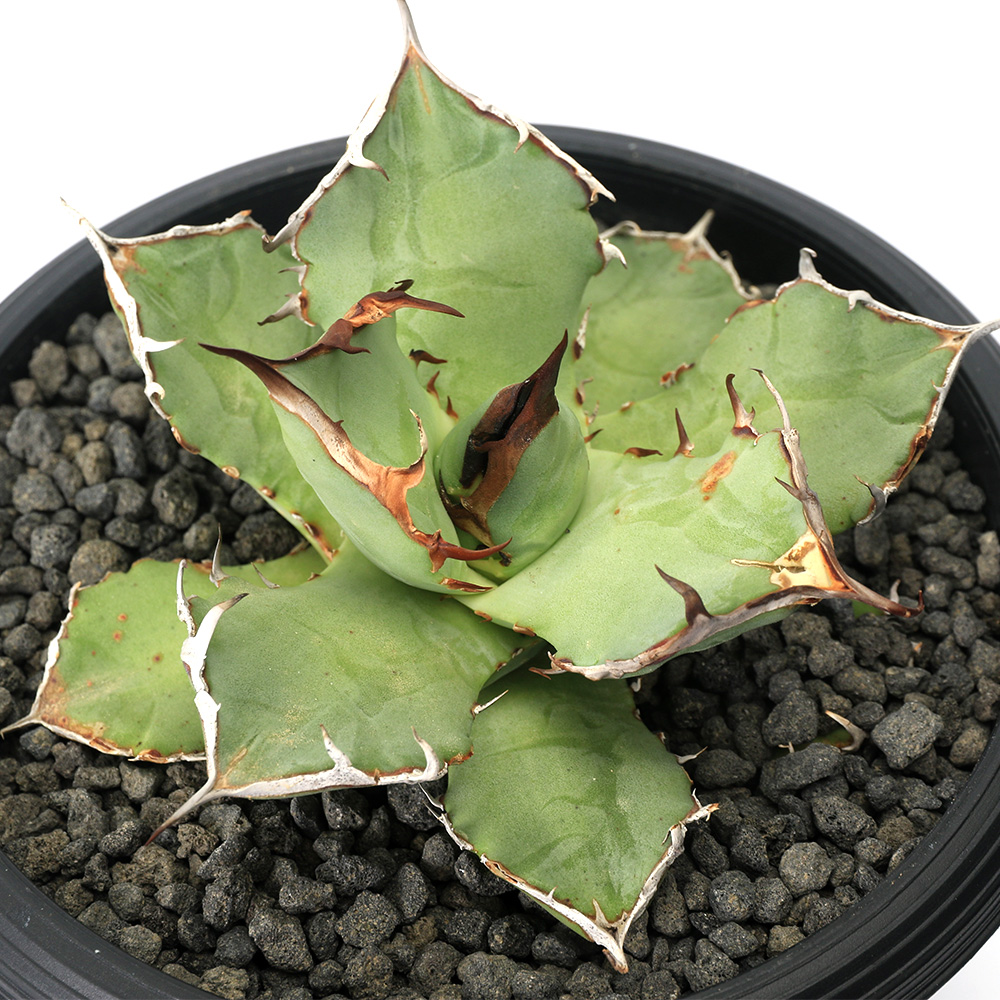 ( decorative plant ) one point thing agave chitanota.. Taiwan stock (1 pot )