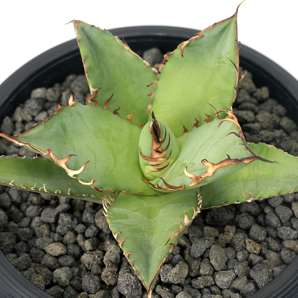 ( decorative plant ) one point thing agave chitanota... Taiwan stock (1 pot )