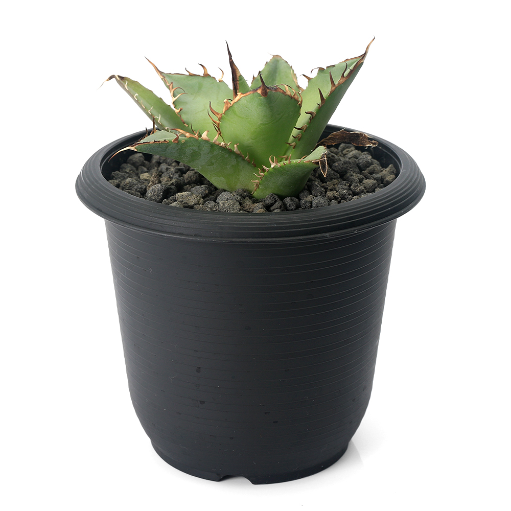 ( decorative plant ) one point thing agave chitanota... Taiwan stock (1 pot )