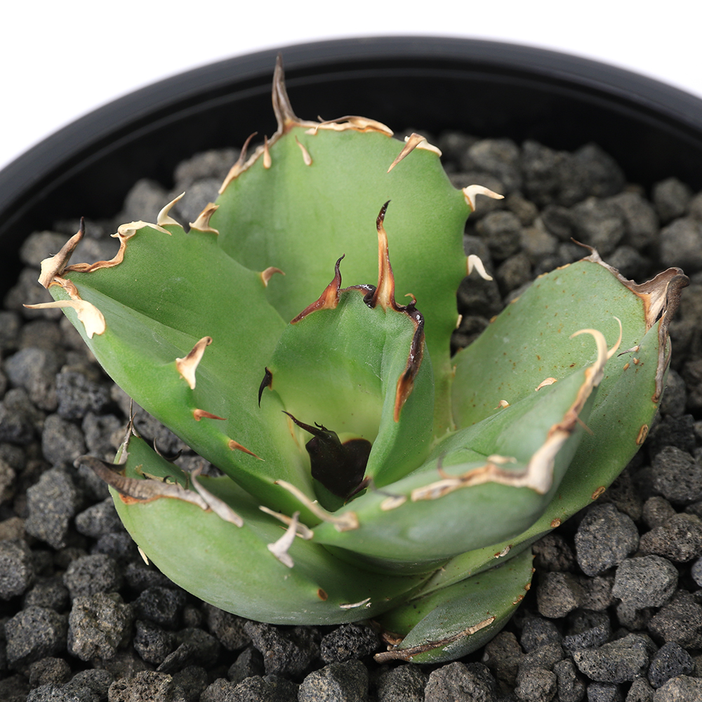 ( decorative plant ) one point thing agave chitanota..( fish tail type ) Taiwan stock (1 pot )