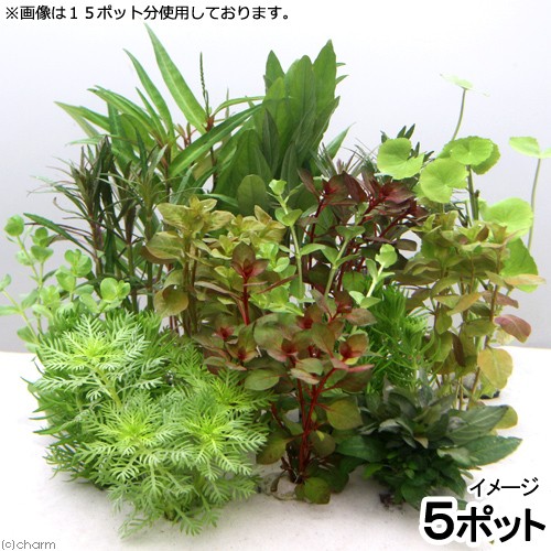 ( водоросли ) случайный водоросли Mini pot 5 pot комплект ( водный лист )( нет пестициды )