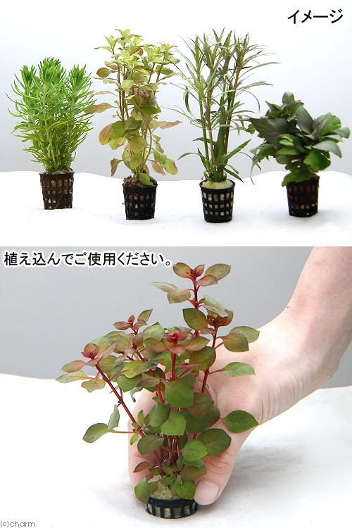 ( водоросли ) случайный водоросли Mini pot 5 pot комплект ( водный лист )( нет пестициды )