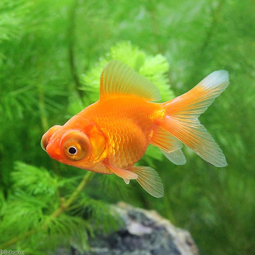 ( domestic production goldfish ) red . eyes gold (teme gold )(1 pcs )