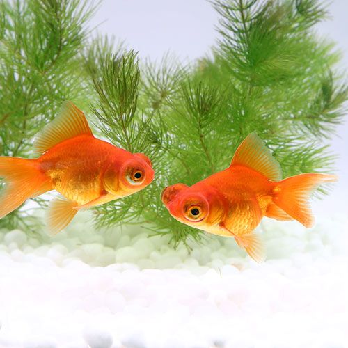 ( domestic production goldfish ) red . eyes gold (teme gold )(1 pcs )