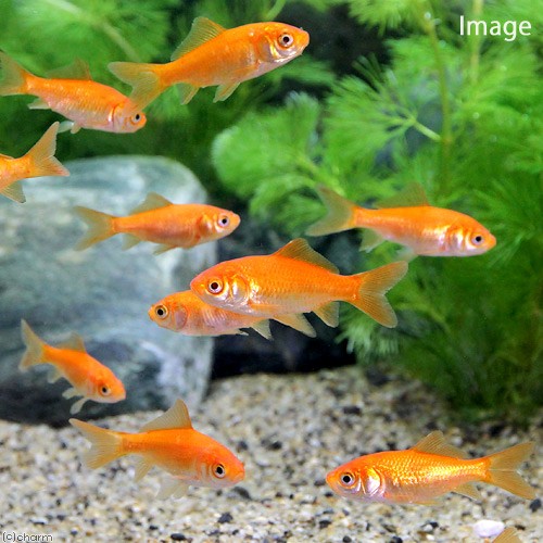 ( domestic production goldfish ) raw bait small red feed for goldfish Yamatokooriyama production (10 pcs ) feed gold bait gold . bait 