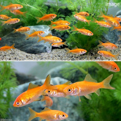 ( domestic production goldfish ) raw bait small red feed for goldfish Yamatokooriyama production (10 pcs ) feed gold bait gold . bait 