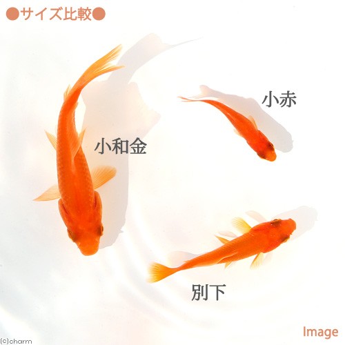 ( domestic production goldfish ) raw bait small red feed for goldfish Yamatokooriyama production (10 pcs ) feed gold bait gold . bait 