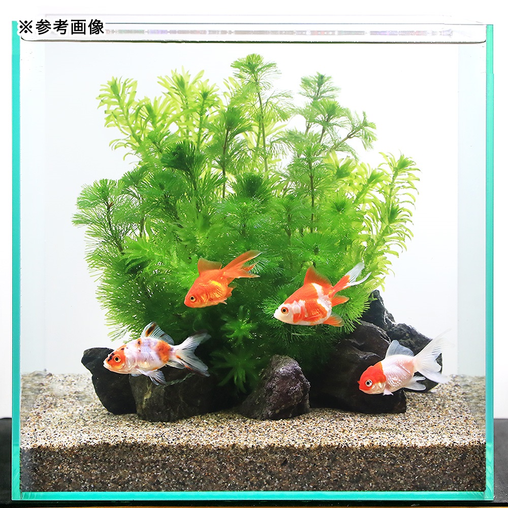 ( water plants ) goldfish ... water plants layout set 