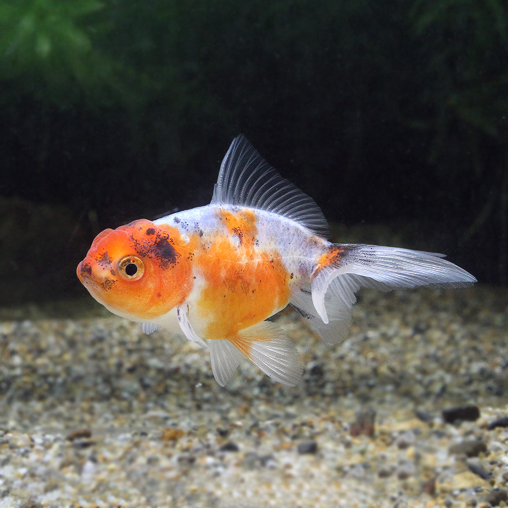 ( domestic production goldfish ) Suzuki series higashi .(1 pcs )