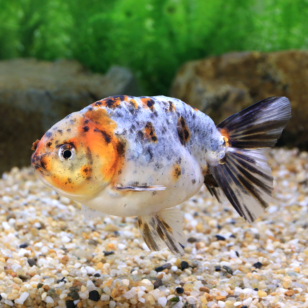 ( domestic production goldfish ) one point thing Edo .12cm±(1 pcs )
