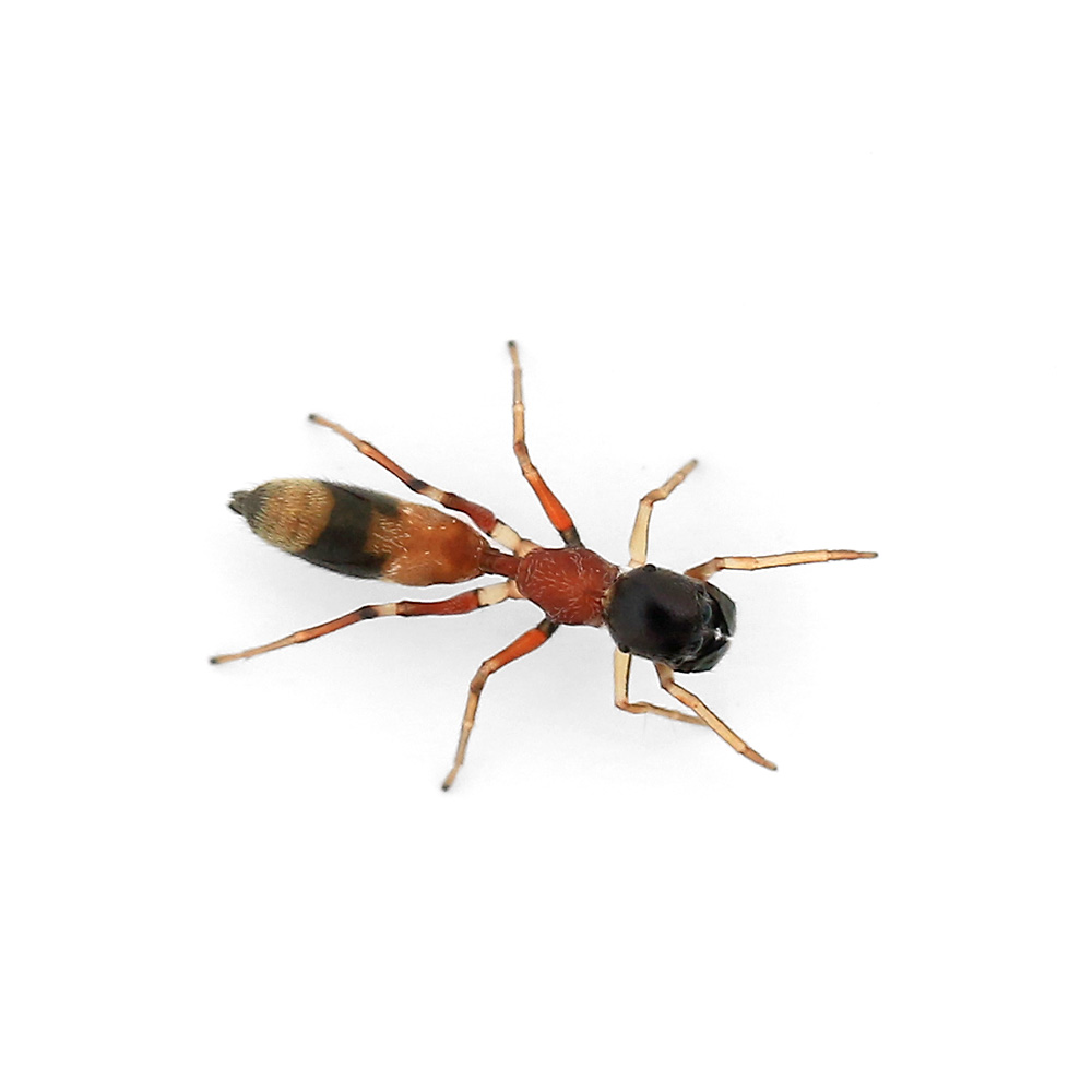 ( insect )ya rattling have gmo female WC individual (1 pcs ) fly toligmo Hokkaido * Kyushu air mail necessary heat insulation 