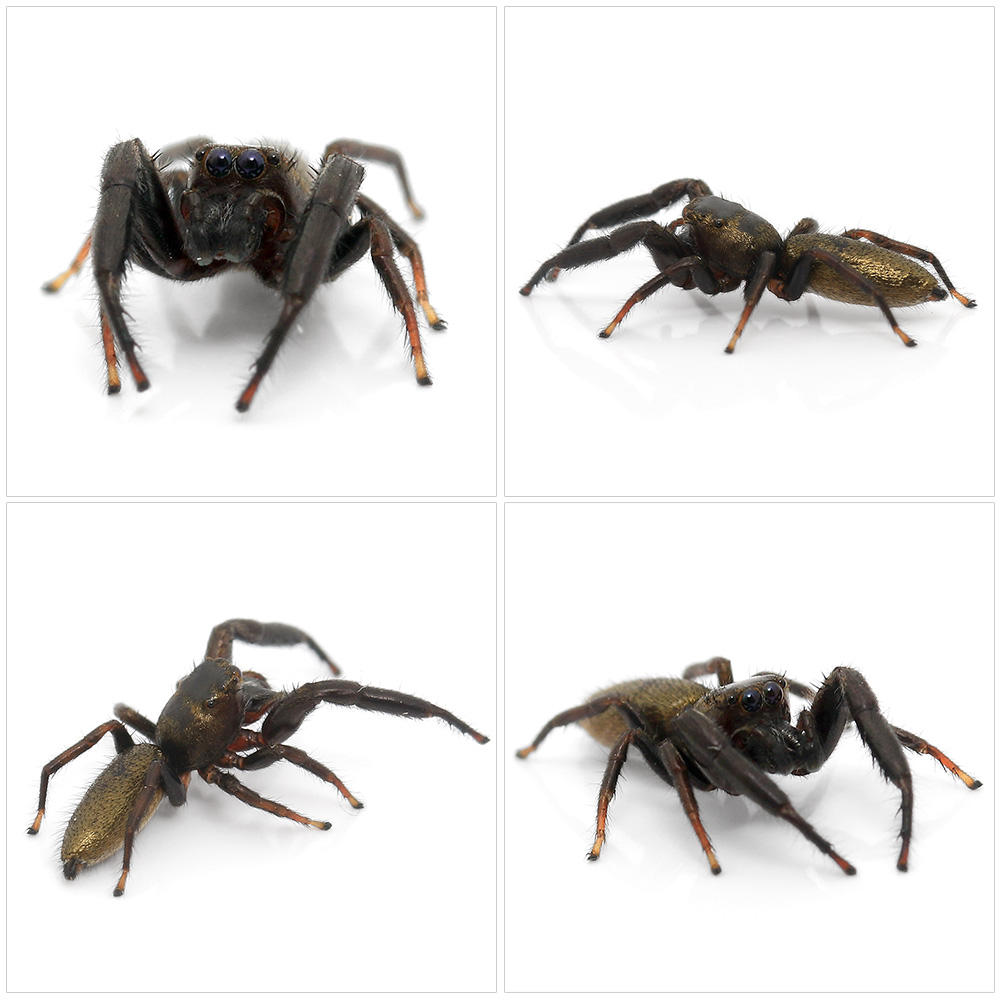 ( insect ) male black fly toligmoWC individual (1 pair ) Hokkaido * Kyushu air mail necessary heat insulation 