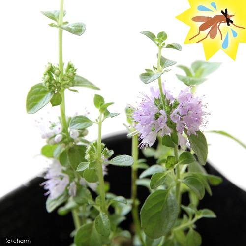 ( decorative plant ) herb seedling mint pe knee Royal mint 3 number (1 pot ) insect repellent plant kitchen garden 