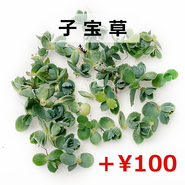  succulent plant /. keep lotus flower interval .. however, side . equipped great number ( every week Monday shipping :4 month 29 day *5 month 6 day. week is holiday ... therefore,5 month 13 day shipping . times does )
