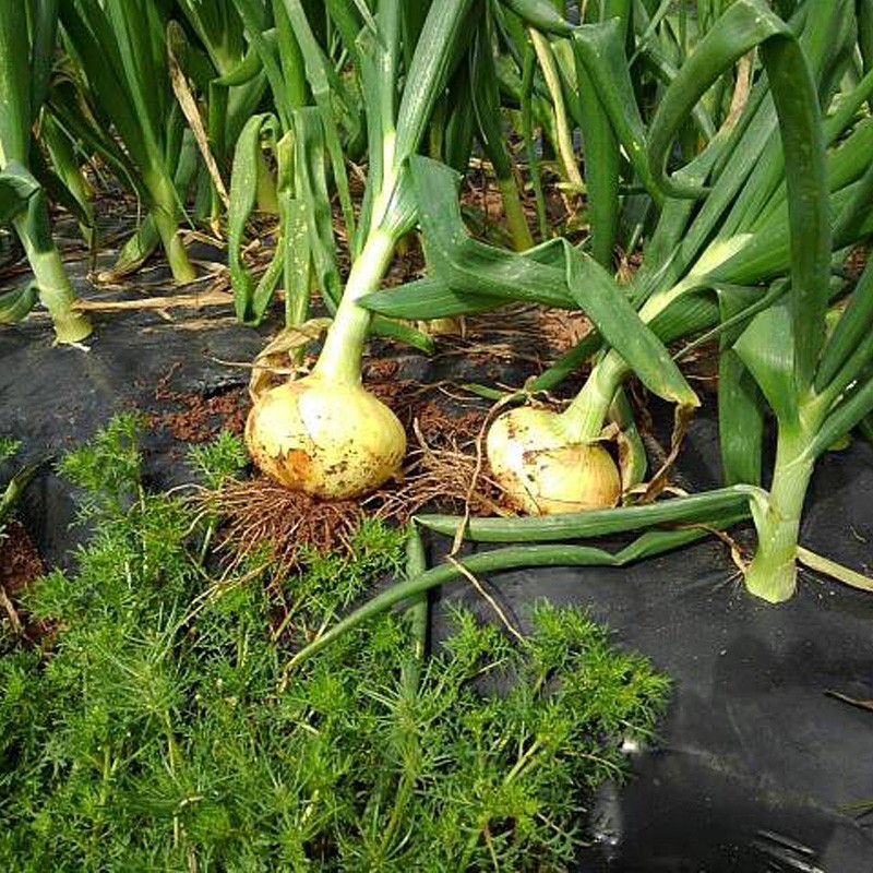  with translation sphere leek 4kg chemistry fertilizer * pesticide un- use Kagoshima prefecture production tama welsh onion onion new onion business use non-standard size incidental bulk buying shipping period 3~6 month 