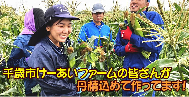  corn Gold Rush M~2L mixing 10 pcs insertion . Hokkaido Chitose production yellow maize free shipping reservation sale 2024 year 8 month middle .~ sequential shipping 