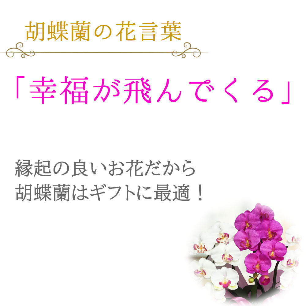  Mother's Day . butterfly orchid artificial flower photocatalyst opening festival .7ps.@. white pink Mix celebration birthday large wheel length . present year-end gift gift kochou Ran here can 