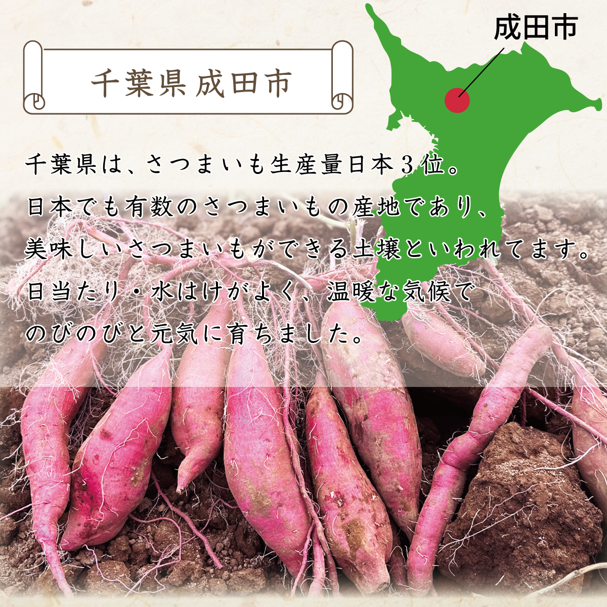 60 day ..!![ free shipping ] sweet potato . is ..5kg S~3L size mixing agriculture house direct delivery Chiba prefecture production Narita city direct delivery from producing area size don't fit sweet potato smooth ......