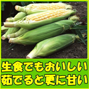  corn . middle origin raw meal OK.. thing sweet corn Kagawa 2L~3L 10-1 1 pcs sugar times Bon Festival gift Father's day present 