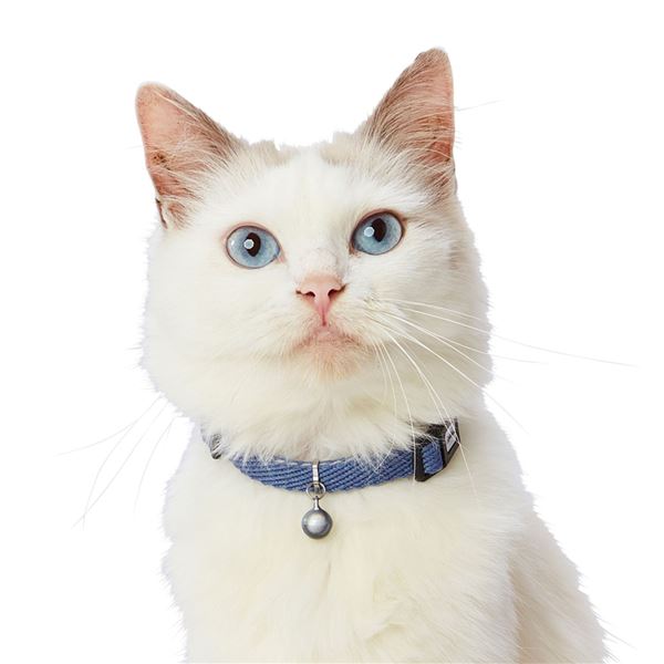 [TS]( summarize ) cat collar soft skip cat color blue ( pet accessories * cat for ) (×3 set )