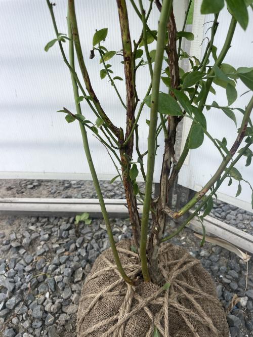  blueberry powder blue stock .. approximately 1.5m reality goods shipping extra-large stock plant sapling large seedling rabbit I series free shipping 