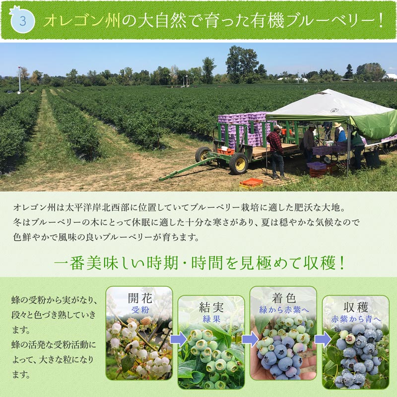  organic freezing blueberry 3kg (200g×15 sack ) less pesticide business use have machine JAS high capacity economical mega peak large grain Duke 