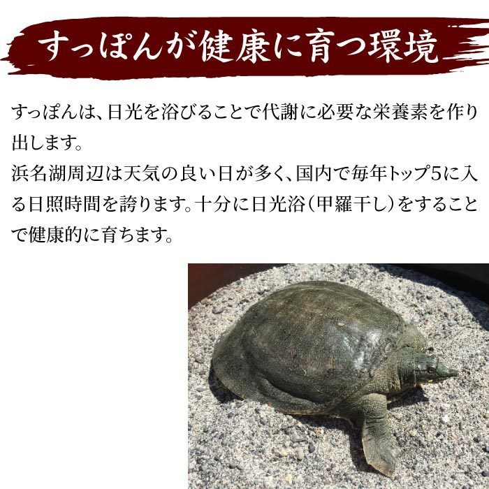  Hamana lake. finest quality softshell turtle saucepan set 600g(200g×3 pack ) Hattori Nakamura .. place spon Hattori thing Hattori Nakamura ... place cut .. softshell turtle cooking saucepan softshell turtle saucepan 