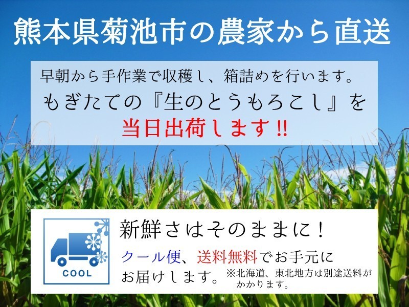  Gold Rush кукуруза Kumamoto префектура производство примерно 4kg 10~13шт.@ сладкий кукуруза утро .. свежий кукуруза прямая поставка от производителя ваш заказ подарок . средний изначальный 