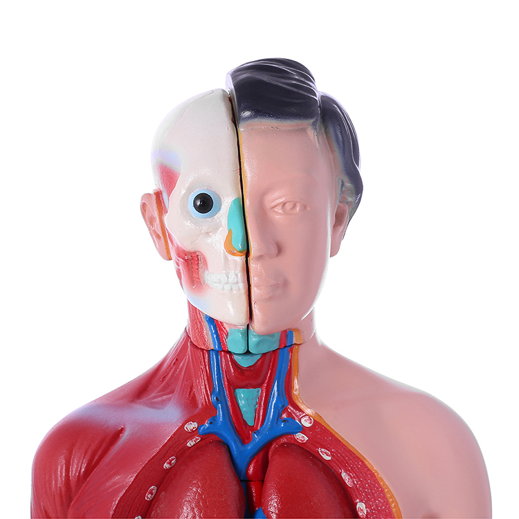  human body model internal organs model woman or man JK-4325Y JK-4332Y