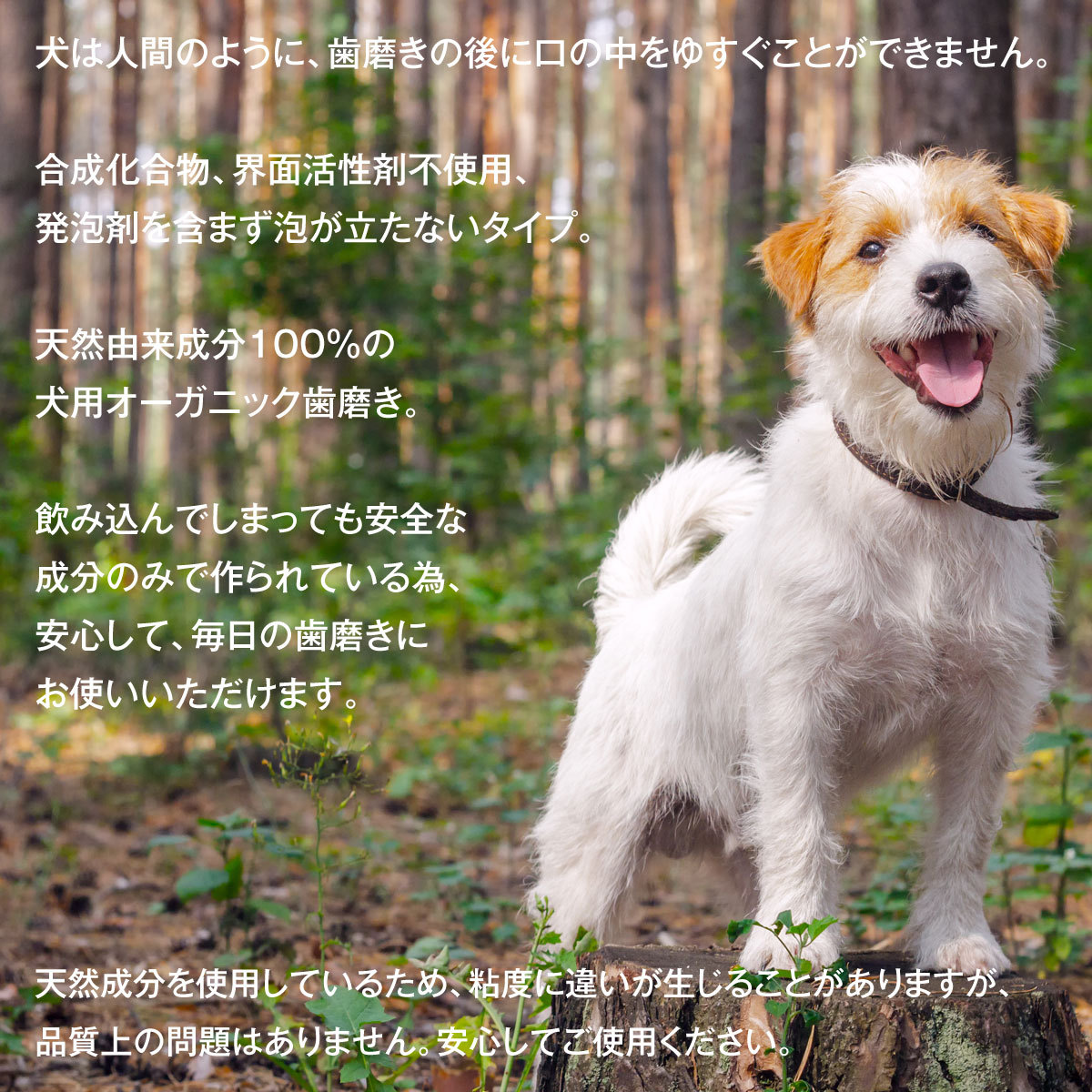 市場 ポチャッコ リングクッション2 えんざくっしょん ぽちゃっこ 円座 サンリオ